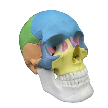 съемный Наука Анатомия Модель черепа Учебный дисплей Медицинский инструмент обучения Модель черепа Анатомическая модель Дропшиппинг
