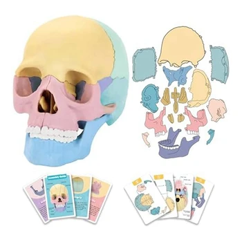 1Set Анатомия Модель черепа Анатомия человека Головоломка Съемная мини-модель человеческого черепа Клиника Обучение