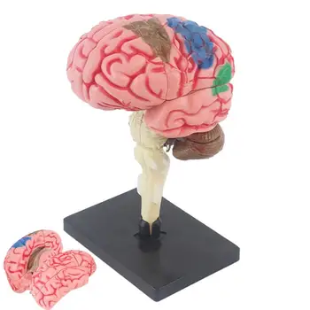 Модель анатомии мозга Анатомическая модель с цветовой кодировкой основания дисплея для идентификации функций мозга Обучающая анатомическая модель для DIY